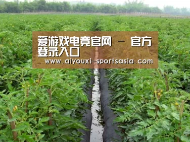 种植基地三